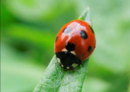 무당벌레의피해